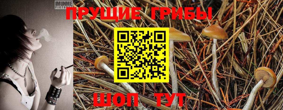 Галлюциногенные грибы Psilocybe Конаково